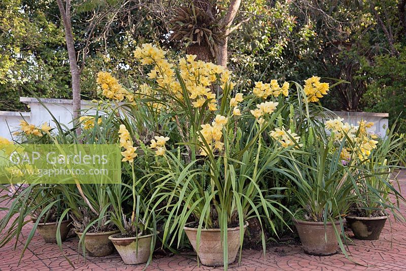 A group of yellow flowering orchid plants 