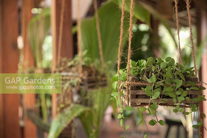 Trailing plants in hanging wooden slatted containers