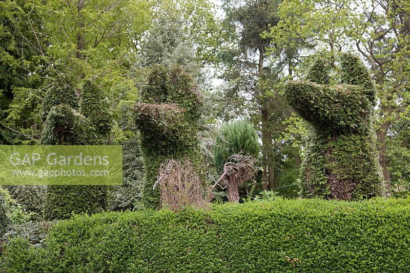 Topiary dog's heads hedge