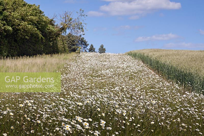 Leucanthemum vulgare grown at field edge to assist crop pollination - June - Oxeye Daisies 