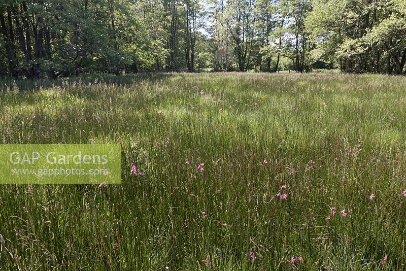 Meadow with grasses and Lychnis flos-cuculi - Ragged Robin - June, Pensthorpe Natural Park, Fakenham, Norfolk