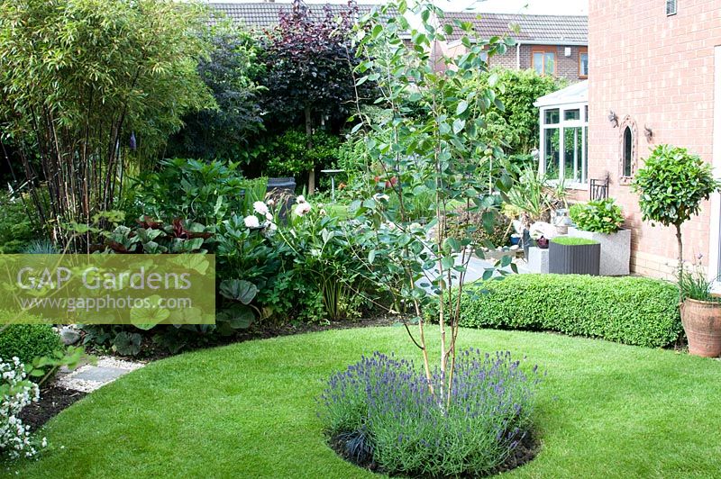 Cottage garden with circular lawn and planting of Lavandula,Phyllostachys nigra, Ligulara 'Desdemona', Paeonia and low clipped Buxus hedge