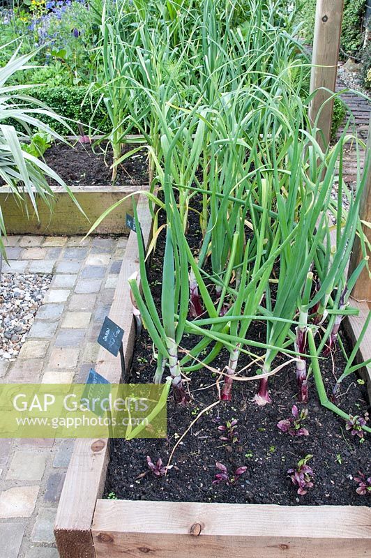 Kitchen garden with wooden raised beds planted with Beetroot Darko Garlic 'Early Purple Wight', Onion 'Red Cross' and natural stone cobble sett path