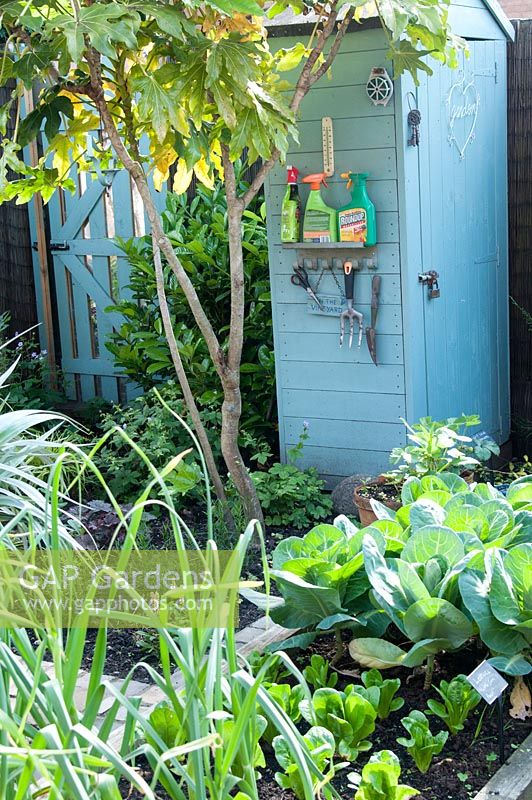 Kitchen garden with wooden raised beds, blue painted shed with tools and sprays, garden gate and planting of Laurel Fatsia japonica and Cabbage 'Hispi' - Pointed cabbage