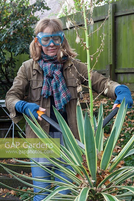 Woman wearing eye protecting goggles, cutting out Yucca gloriosa flowering stem with loppers