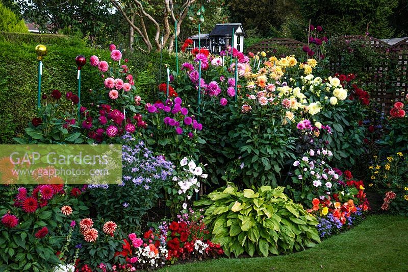 A flower border of Dahlia and bedding plants