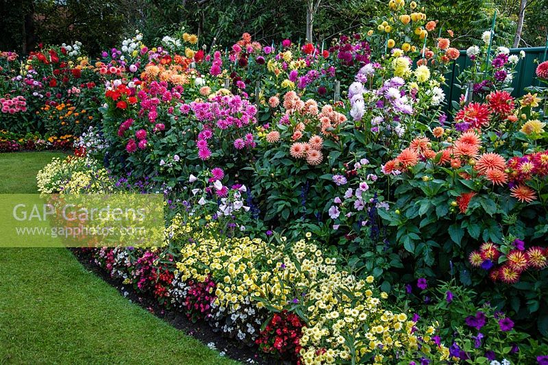 Curved Lawn between beds of Dahlia flowers