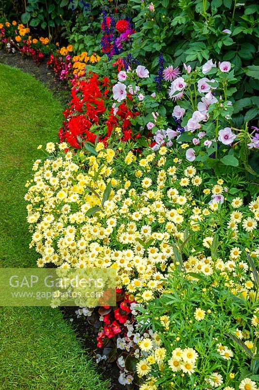 Argyranthemum 'Madeira Crested Yellow' and a variety of bedding plants