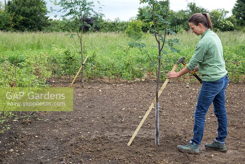 Adding a wooden post to support Sorbus pseudohupehensis 'Pink Pagoda' as it grows