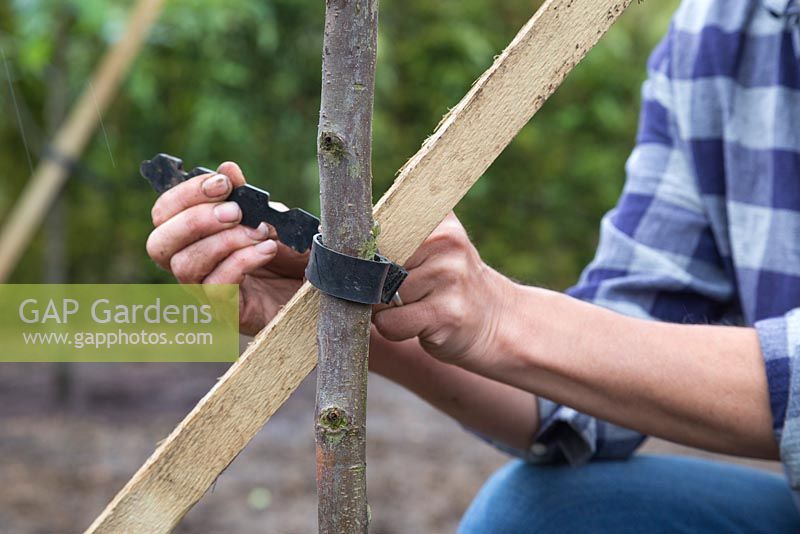 Securing wooden post to tree with a heavy duty tree tie