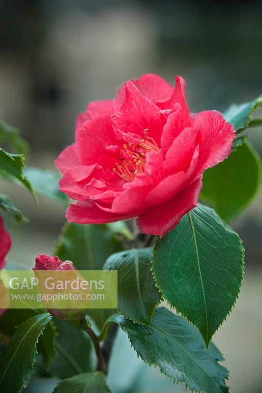 Camellia japonica 'Holly Bright'. April, Spring.