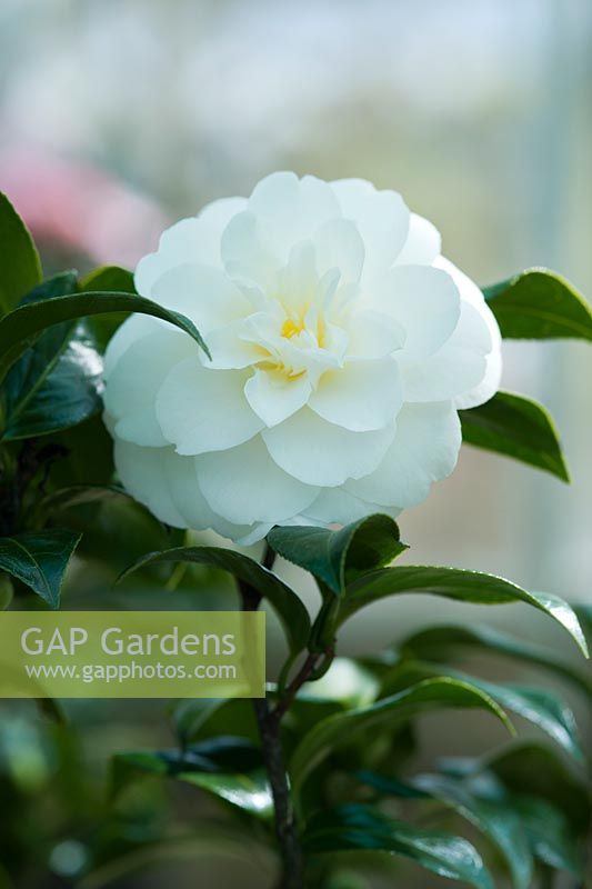 Camellia japonica 'Whitman Yellow'. April, Spring.
