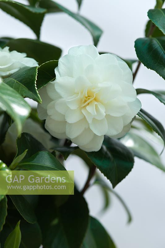 Camellia japonica 'Lemon Drop'.  April, Spring.