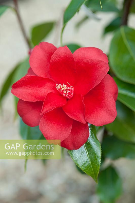 Camellia japonica 'Royal Velvet'. April, Spring.