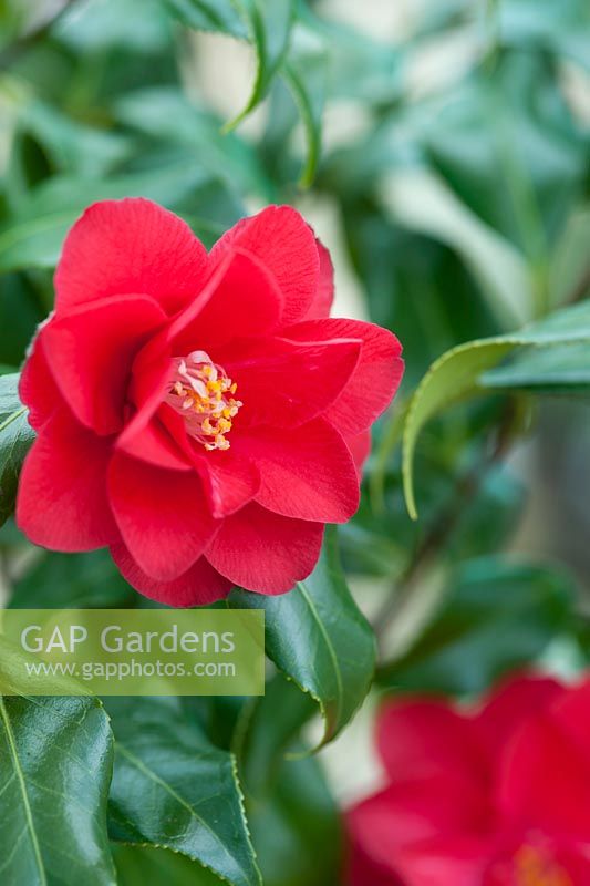 Camellia japonica 'Lady Vansittart Red'. April, Spring.
