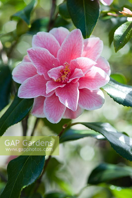 Camellia japonica 'Yours Truly' -  April, Spring.