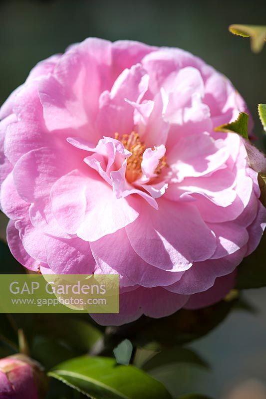 Camellia x williamsii 'Elizabeth Anderson' - April, Spring.