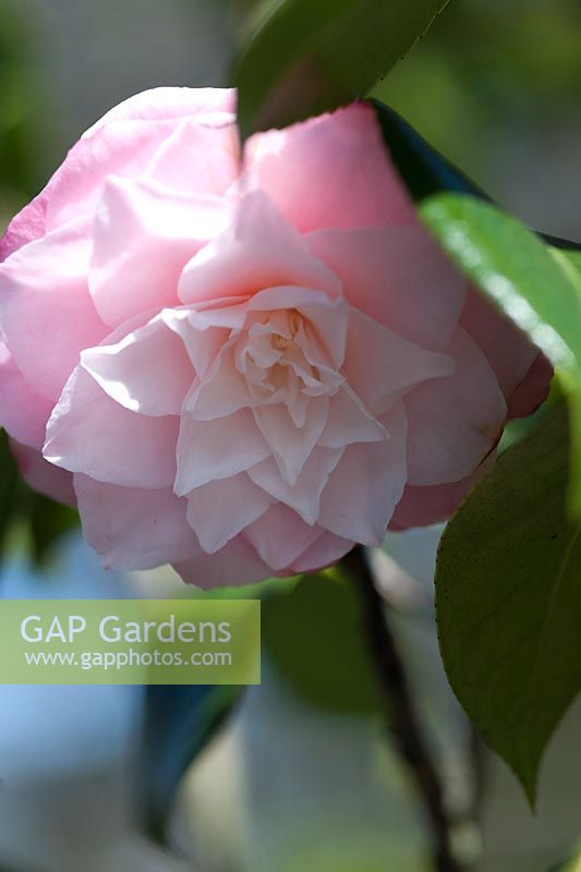 Camellia japonica 'Berenice Perfection' - April, Spring.