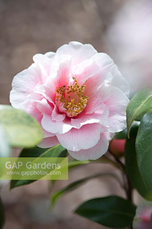 Camellia williamsii hybrid 'Jennifer Trehane' - April, Spring.