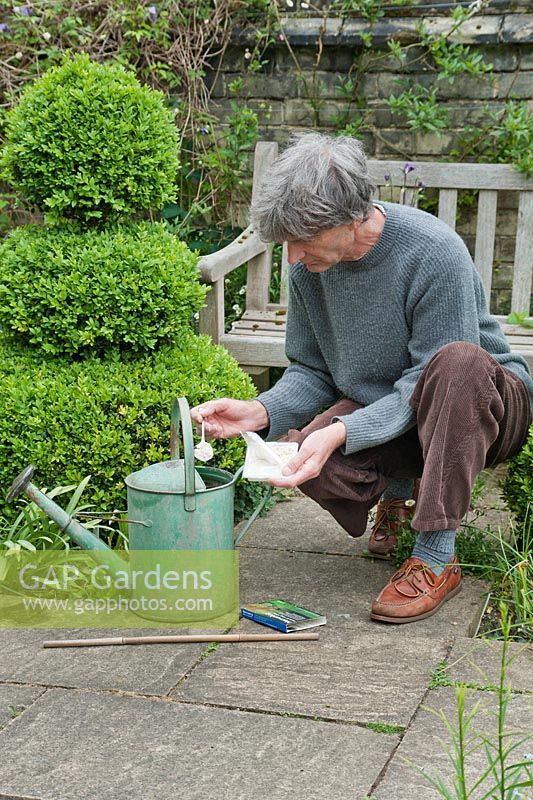 Biological control of slugs and snails. Man adding nematodes to watering can full of water. May, late Spring.