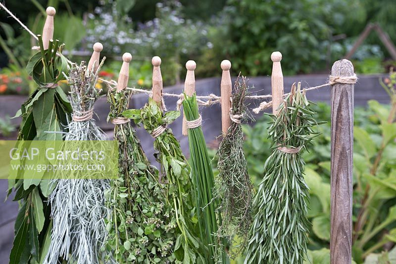 Bay, Curry Plant, Marjoram, Chive, Thyme and Rosemary herbs hanging up to dry