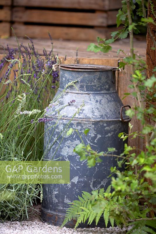 The Lavender Garden. Lavender and fern by metal milk urn. Designers: Paula Napper, Sara Warren and Donna King. Sponsor: Shropshire Lavender. 