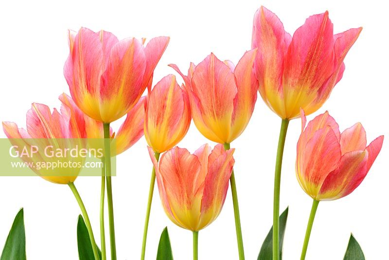 Tulipa 'Antoinette' - Chameleon tulip Single Late Group 
