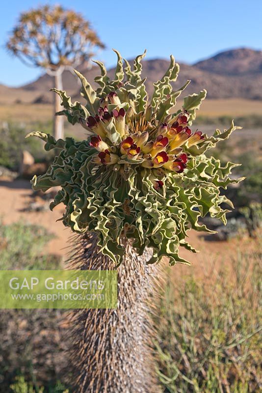 Pachypodium namaquensis with flowers - August, Namaqualand, South Africa