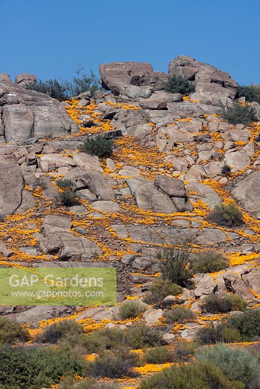 Dimorphotheca sinuata growing amongst rocks - Namaqualand Daisy - August, Namaqualand, South Africa