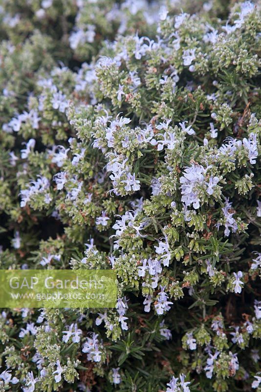 Salvia dentata -  Namaqualand daisy - August, Naries Namakwa Retreat, Namaqualand, South Africa