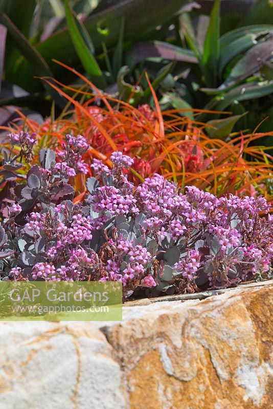 Kalanchoe pumila 'Quicksilver' with a red form of Aechmea recurvata behind it in a raised sandstone garden bed 