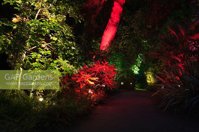 A path through illuminated foliage and trees at Abbotsbury Subtropical Garden in October