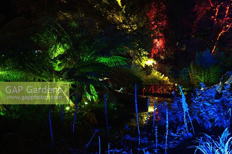 Tree ferns illuminated with green lights are surrounded by blues, reds and yellows at Abbotsbury Subtropical Gardens in October