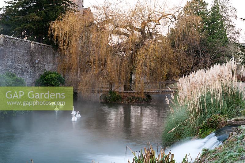 Swans swim in the moat of the Bishop's Palace in Wells in November framed by a weeping willow and a clump of pampas grass