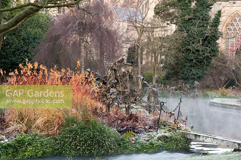 Colourful stems of cornus mix with the skeletal remains of herbaceous perennials beside the Well Pool in the Bishop's Palace garden at Wells on a November morning