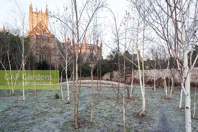 Betula trees. Early morning sun colours Wells Cathedral gold seen from a glade of silver birches in the Garden of Reflection in the Bishop's Palace garden in November