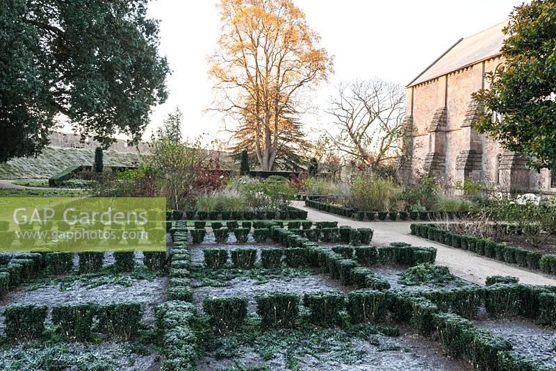 Knot garden planted with euonymus in The East Garden at the Bishop's Palace, Wells in which variously coloured dahlias from the bishop series flower during summer, here frosted on a November morning