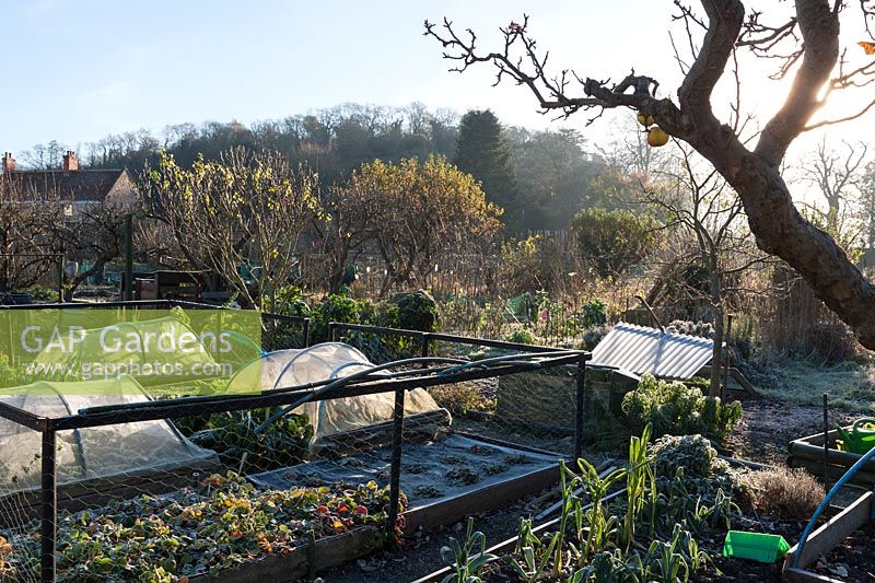 Community allotments on a November morning at the Bishop's Palace garden, Wells