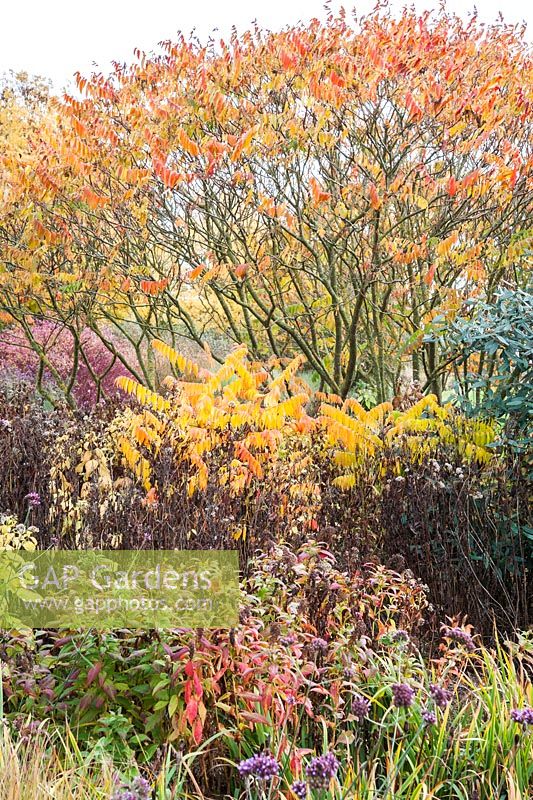 Clover Hill borders at RHS Garden Hyde Hall in autumn with Rhus typhina and the seedheads of herbaceous perennials