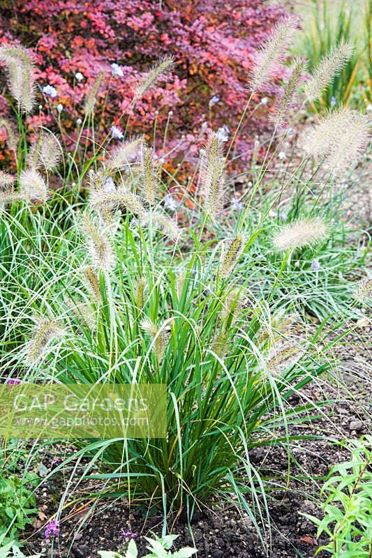 Pennisetum alopecuroides 'Cassian's Choice' in front of berberis in autumn