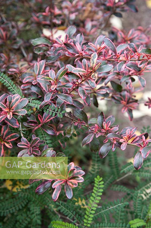 Coprosma 'Fire Burst' with the green leaves of Sophora molloyi 'Dragon's Gold'