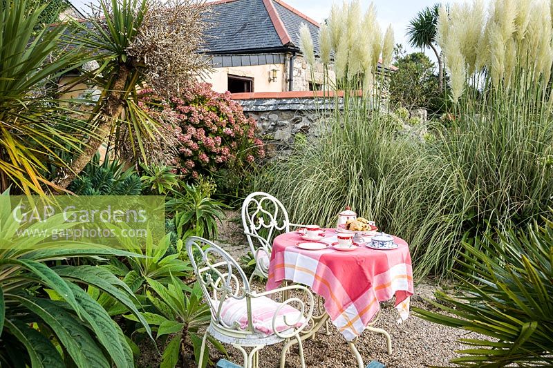 Table set for tea amongst self seeded echiums, cortaderia and hydrangeas.