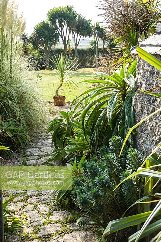 Path leads from the courtyard out into the wider garden past euphorbias, echiums and cortaderia towards a group of Cordyline australis, the cabbage palm.