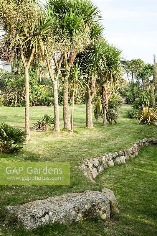 A line of cordylines filters prevailing winds from the garden on the lawn below the house. A shallow retaining wall in front of them manages a change in levels.