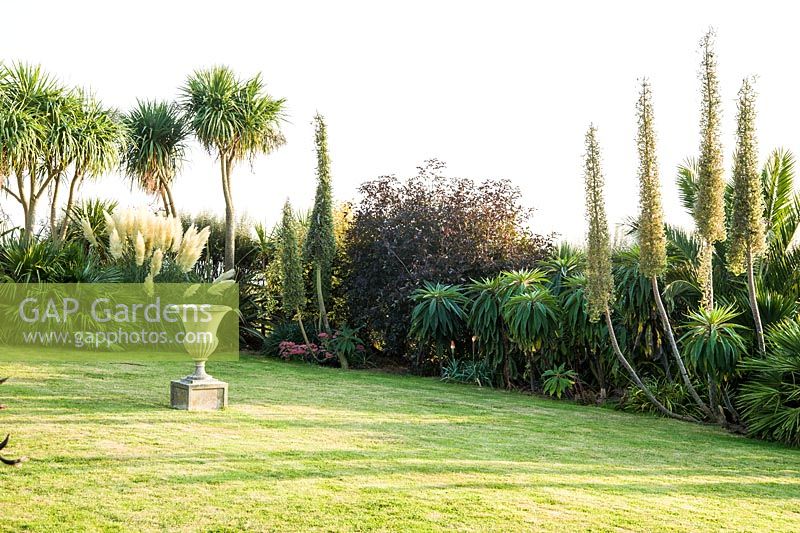 Long shadows spread across the lawn fringed with tall echiums, cordylines and cortaderia.