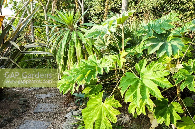 A narrow path winds between large leaved plants including Tetrapanax papyrifer, phormiums, cordylines and echiums.