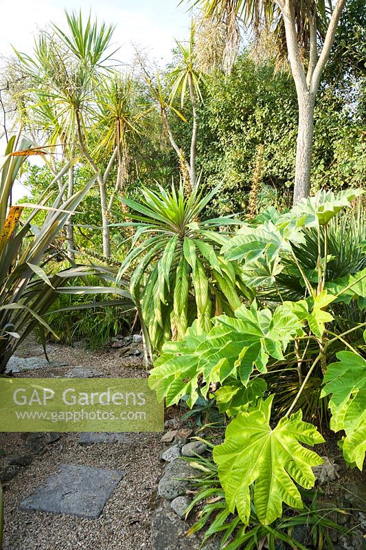 A narrow path winds between large leaved plants including Tetrapanax papyrifer, phormiums, cordylines and echiums.