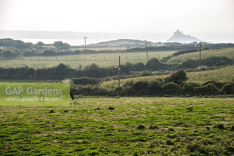 Distinctive silhouette of St Michael's Mount viewed from the garden across fields with grazing horses.