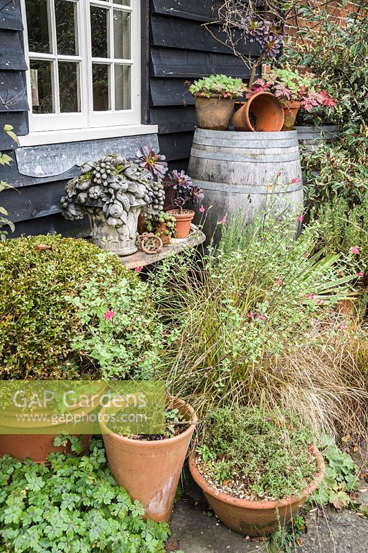 A decorative arrangement of plants, containers and objects against black weatherboarding includes Aeonium 'Zwartkop', pink flowered salvia, grasses and clipped box.