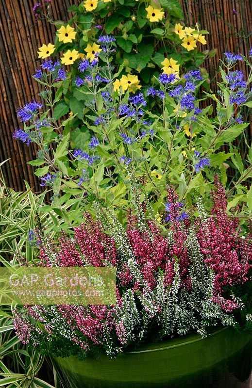 Mixed bud heathers, Calluna vulgaris 'Beauty Sisters' backed by late summer flowering Caryopteris x clandonensis 'Worcester Gold' in a green glazed pot with  Black Eyed Susan, Thunbergia, on the fence behind.